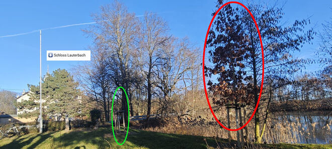 Der Baum des Anstoßes: Eine privat in der Nähe des Schlosses gespendete Roteiche