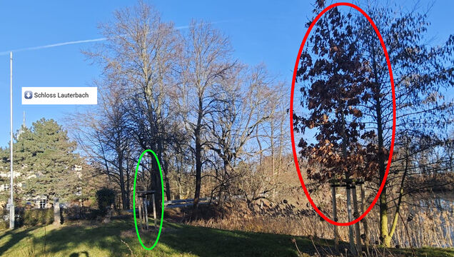 Der Baum des Anstoßes: Eine privat in der Nähe des Schlosses gespendete Roteiche