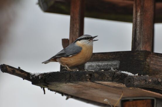 Kleiber - beobachtet und fotografiert von Jürgen Simon (Volkersdorf)