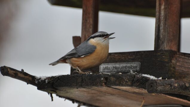 Kleiber - beobachtet und fotografiert von Jürgen Simon (Volkersdorf)