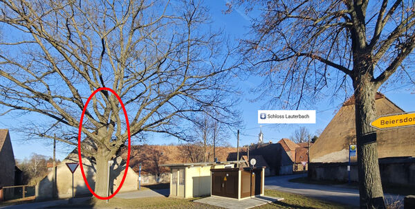 200 Jahre ist die 80 Meter vom Schlosspark entfernte Roteiche bereits alt 