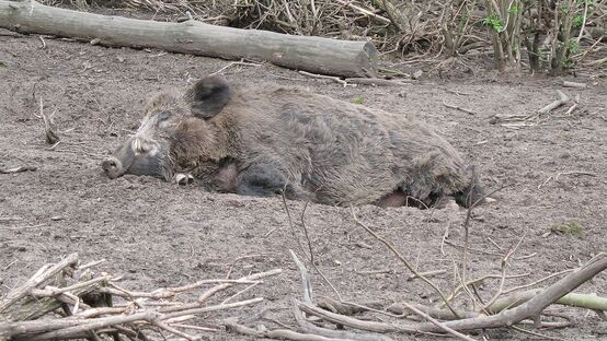 Schlafendes Wildschwein (Symbolfoto)