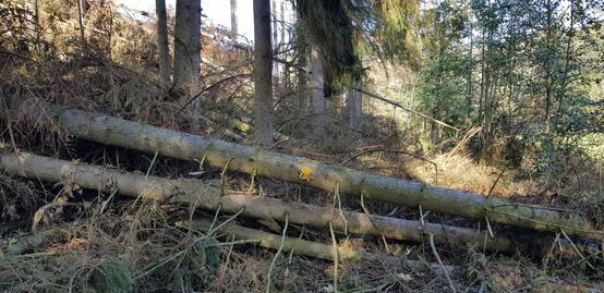 Holzbruch