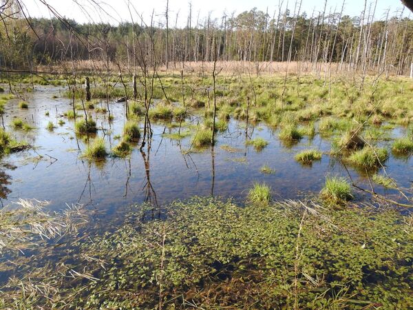 Waldmoor im FFH-Gebiet „Moorwaldgebiet Großdittmannsdorf“