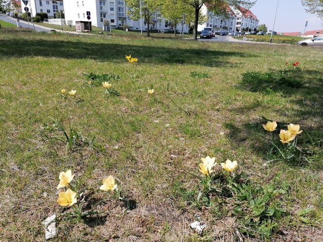 Blühwiese an der Grundschule Radeburg - Foto: Anita Bätz